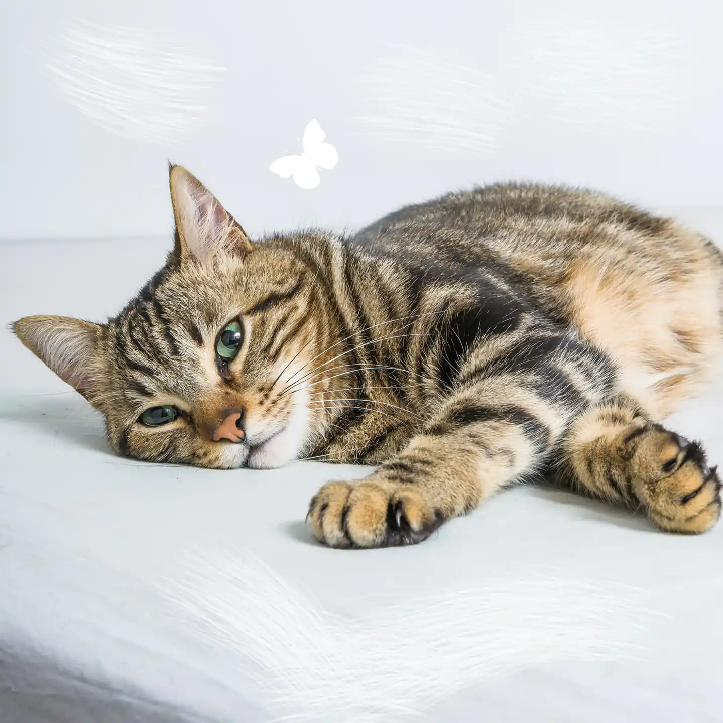 The Long Island Feline Adoption Center